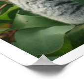 Poster Koala Bear Sleeping (Coin)