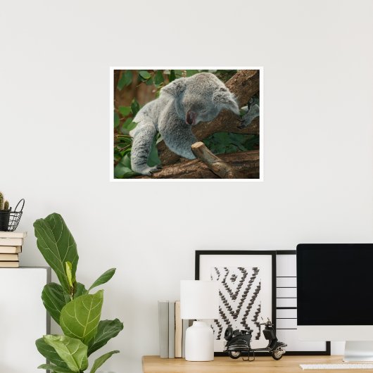 Poster Koala Bear Sleeping (Bureau à domicile)