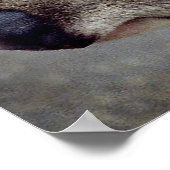 Poster Koala Bears (Coin)