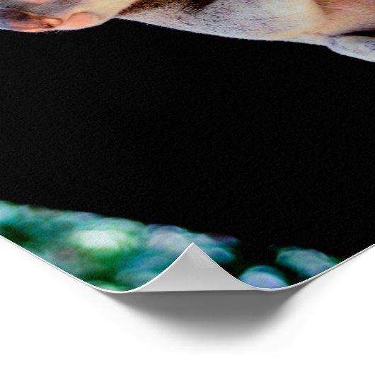 Poster Koala Cute en gris arbre (Coin)