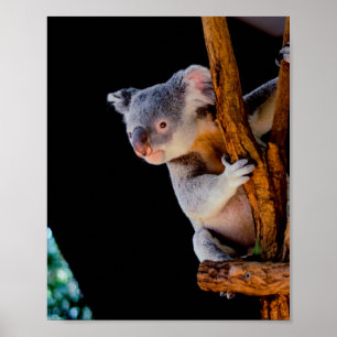 Poster Koala Cute en gris arbre
