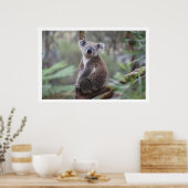 Poster Koala dans l'arbre (Cuisine)