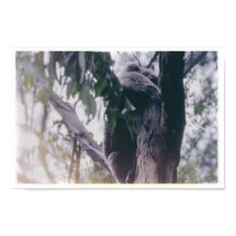 Koala dans un arbre