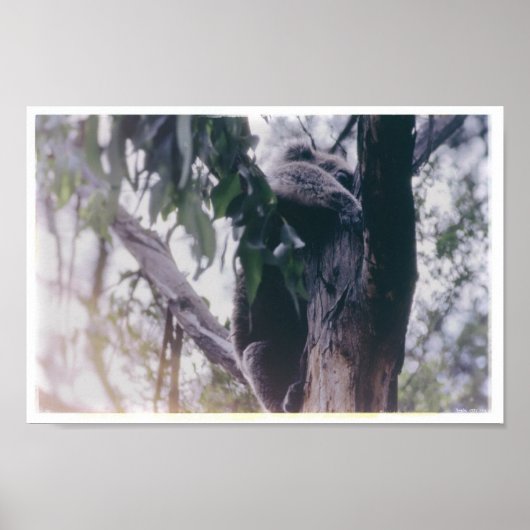 Poster Koala dans un arbre (Devant)
