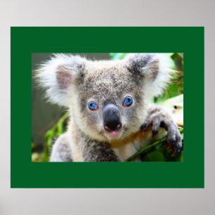 Poster Koala "de bleus de bébé"