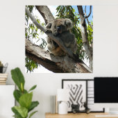 Poster Koala - Dormir (Bureau à domicile)