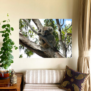 Poster Koala - Dormir