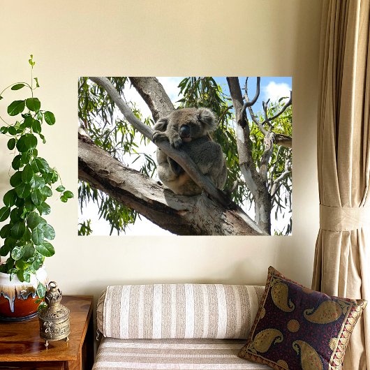 Poster Koala - Dormir
