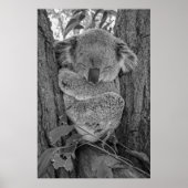 Poster Koala endormi Faune australienne (Devant)