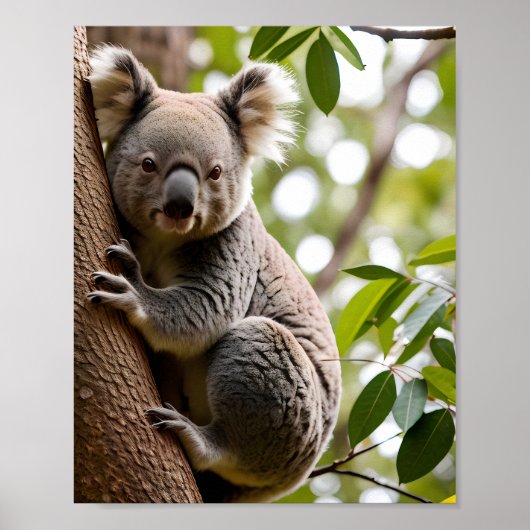 Poster Koala Escalade un arbre (Devant)