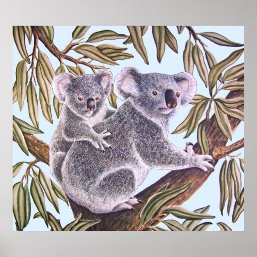 Poster Koala et bébé en Eucalyptus Tree (Devant)