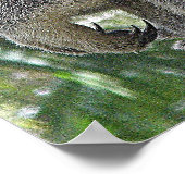 Poster Koala Et Bébés Australie Photo ZIZAGO (Coin)