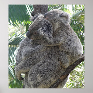 Poster Koala Et Bébés Australie Photo ZIZAGO