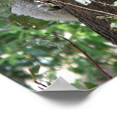 Poster Koala et deux bébés Photo Australie (Coin)