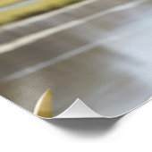 Poster Koala jeune par un lac (Coin)