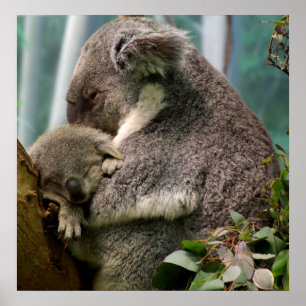 Poster Koala Maman et Nouveau bébé