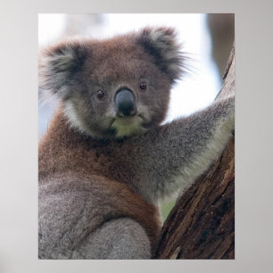 Poster Koala Ours Aussi Safari Paix Amour Nature Destinée
