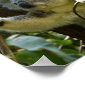 Poster koala ours australien brousse arbre forêt grimper (Coin)