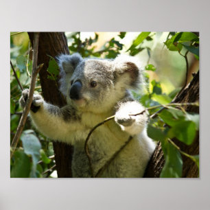 Poster koala ours australien brousse arbre forêt grimper