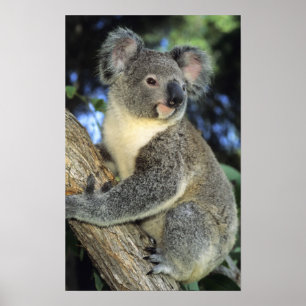 Poster Koala, Phascolarctos cinereus), Australia,