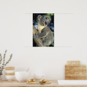 Poster Koala, Phascolarctos cinereus), Australia, (Cuisine)