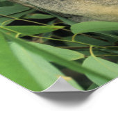 Poster Koala, Phascolarctos cinereus), en danger, (Coin)