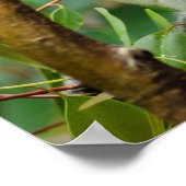 Poster Koalas (Coin)