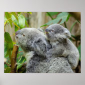 Poster Koalas (Devant)