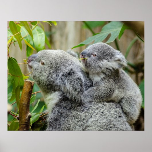Poster Koalas (Devant)