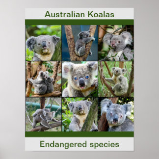 Poster Koalas australienne, Espèces menacées