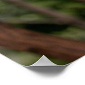 Poster Koalas dans les arbres (Coin)