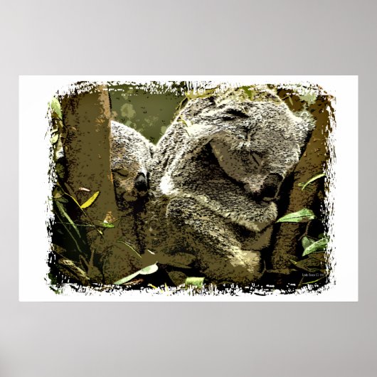 Poster Koalas endormi (Devant)