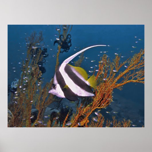Poster Koh Lipe Banerfish (Devant)