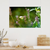 Poster Kohlweißling Lavendel (Cuisine)