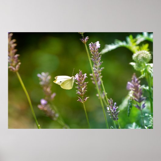 Poster Kohlweißling Lavendel (Devant)