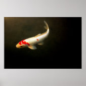 Poster Koi (Devant)