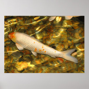 Poster Koi
