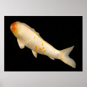Poster Koi