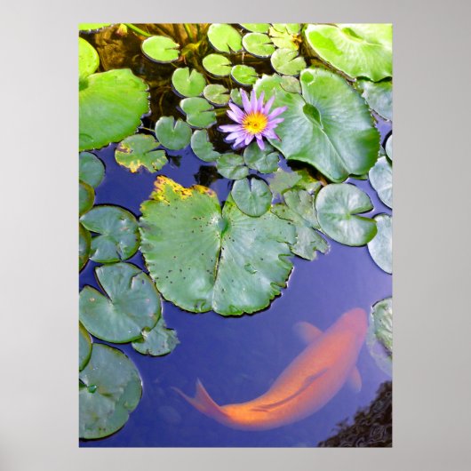 Poster Koi et Water Lily (Devant)