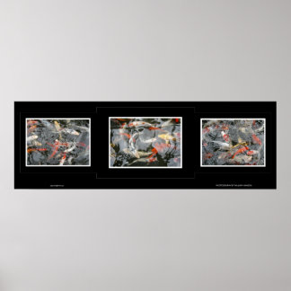 Poster Koi Triptych