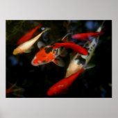 POSTER KOI ZEN (Devant)