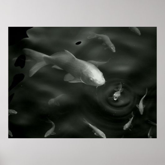 Poster kois papillon (Devant)