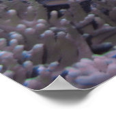 Poster Komodo (Coin)