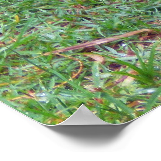 Poster Komodo Dragon (Coin)