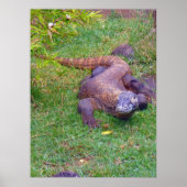 Poster Komodo Dragon (Devant)