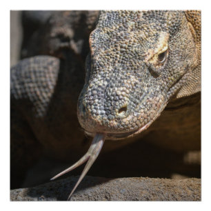 Poster Komodo Dragon Sticking Out Sa Langue
