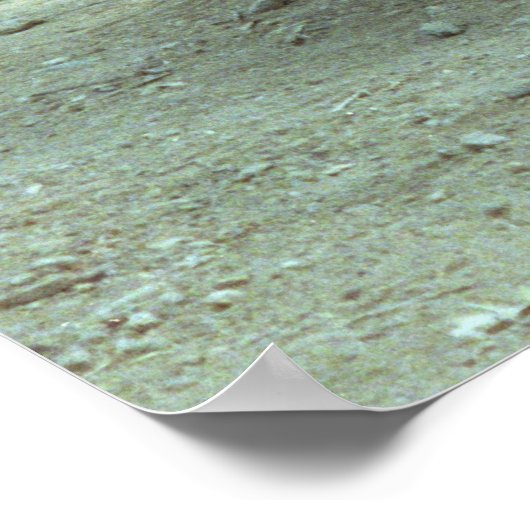 Poster Komodo Dragons (Coin)