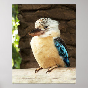 Poster Kookaburra