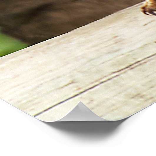 Poster Kookaburra (Coin)