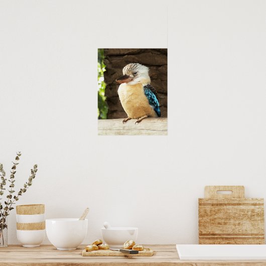 Poster Kookaburra (Cuisine)